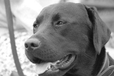 Close-up of dog looking away