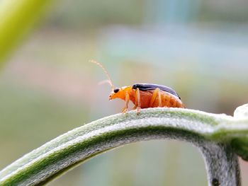 Close-up of insect perching on leaf