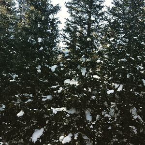 Low angle view of trees against sky