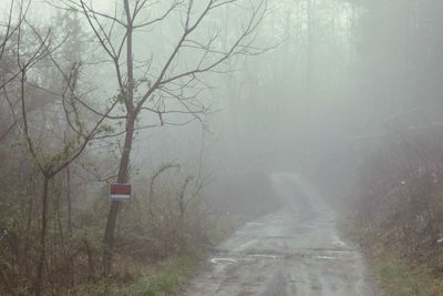 Road passing through forest