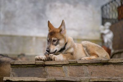 Puppy looking away