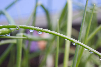 Close-up of wet grass