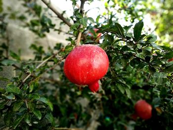 Close-up of cherries on tree