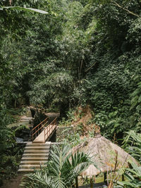 View of bridge in forest