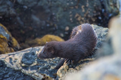 High angle view of cat on rock