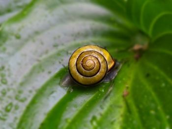 Close-up of snail on leaf