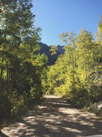 Narrow road along trees on sunny day