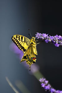 Close-up of butterfly pollinating on purple flower