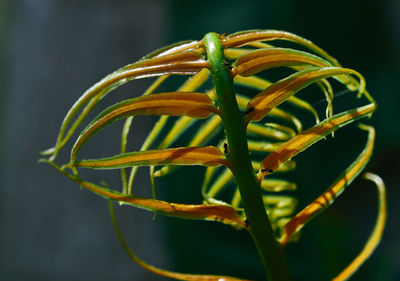 Close-up of fresh green plant