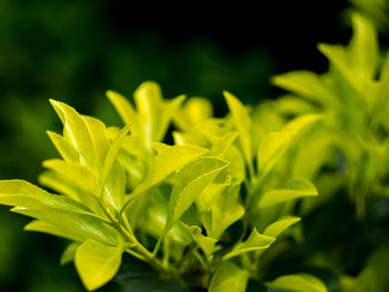 Close-up of plant