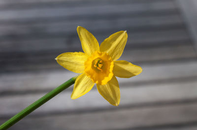 Close-up of yellow flower