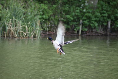 Bird flying over a lake