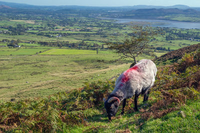 Sheep grazing in a field