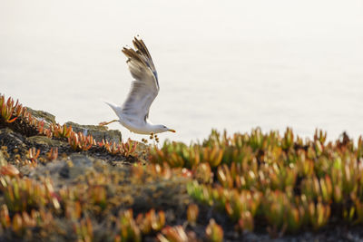 Seagull flying over a water