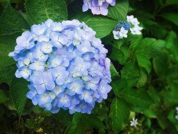 Close-up of purple hydrangea blooming outdoors