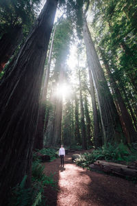 Low angle view of trees