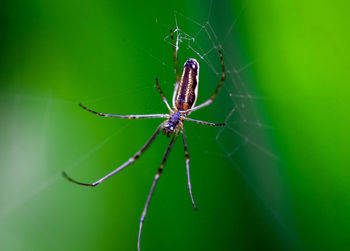 Close-up of spider on web