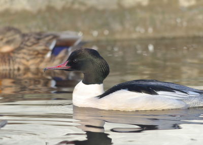 Duck swimming in lake