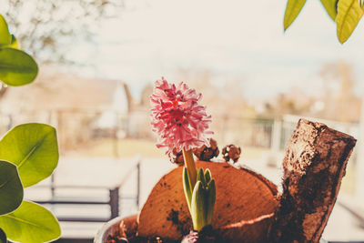 Close-up of fruits on tree