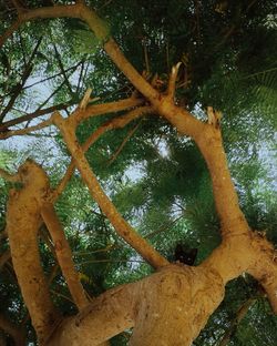 Low angle view of tree trunk in forest