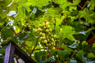 Close-up of grapes growing in vineyard