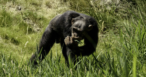 Gorilla eating grass