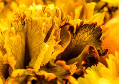 Full frame shot of sunflower