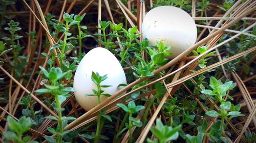 Close-up of white eggs in grass