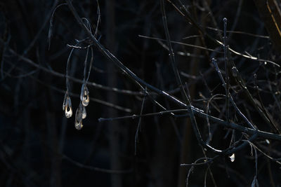 Close-up of wet twig in winter