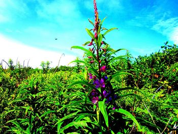Low angle view of flowers against blue sky