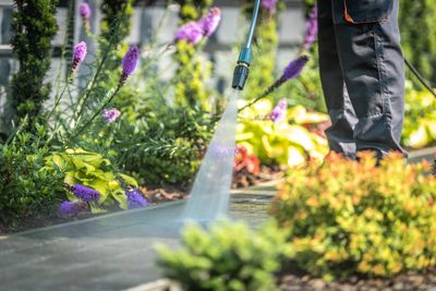 Low section of person standing on purple flowering plants