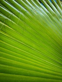 Full frame shot of palm leaf