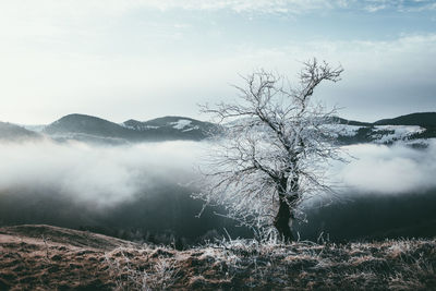 Bare tree on snow covered landscape