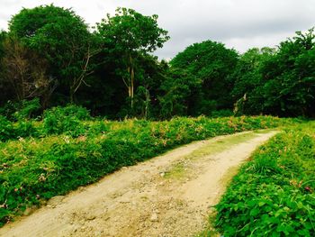 Road passing through forest