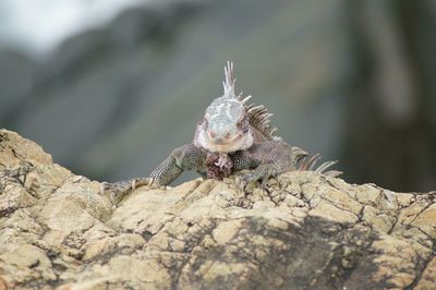 Close-up of iguana on rock