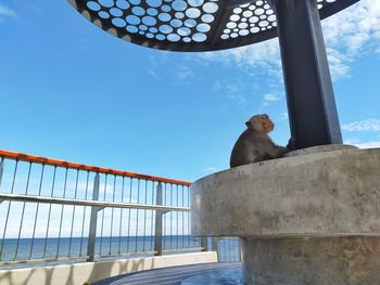 Low angle view of monkey looking away against sky
