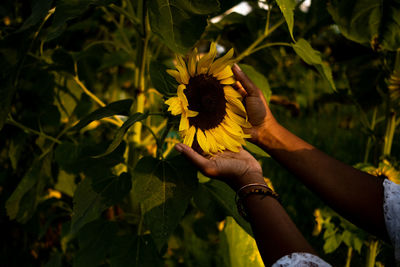 Close-up of hand holding yellow flowering plant