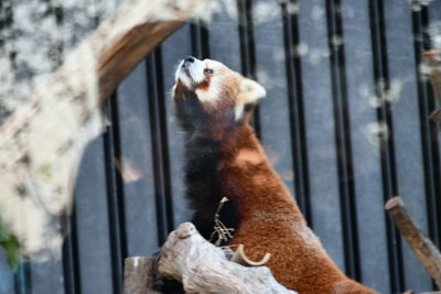 Close-up of a horse in zoo