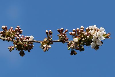 Low angle view of cherry blossom against clear blue sky