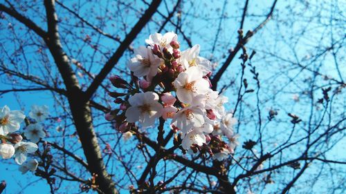 Low angle view of apple blossoms in spring