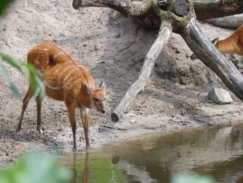 Squirrel on rock by water