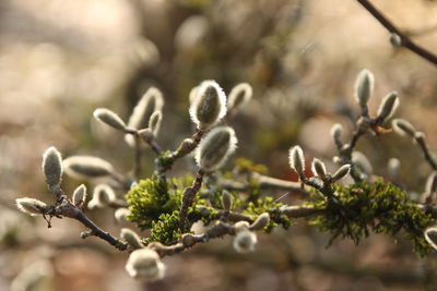 Close-up of plant