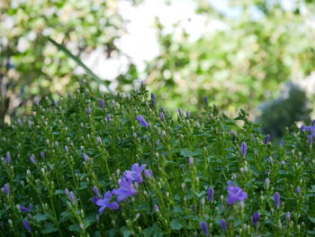 Close-up of purple flowering plants on field