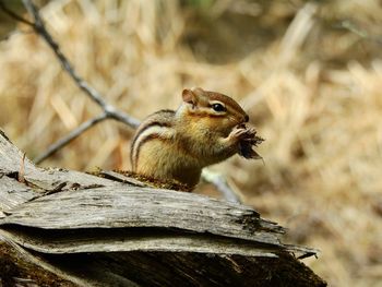 Close-up of squirrel on wood