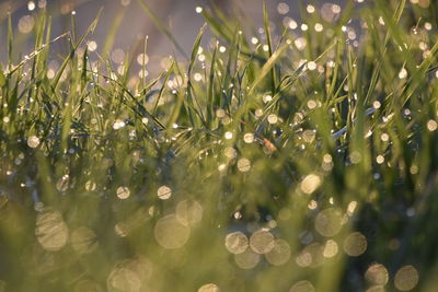 Close-up of plants growing in field