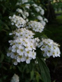 Close-up of white flowering plant