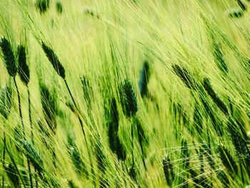 Full frame shot of wheat field