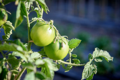 Close-up of tomatoes growing on plant at vegetable garden