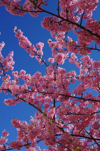 Low angle view of cherry blossoms against sky