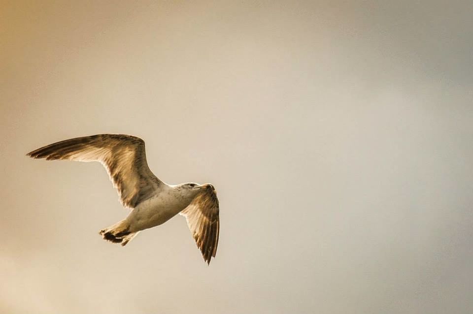 animal themes, bird, animals in the wild, one animal, wildlife, flying, spread wings, mid-air, seagull, low angle view, copy space, full length, side view, clear sky, nature, no people, outdoors, zoology, day, motion